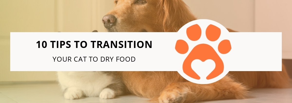 10 Tips to Transition Your Cat to Dry Food