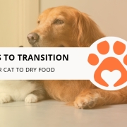 10 Tips to Transition Your Cat to Dry Food