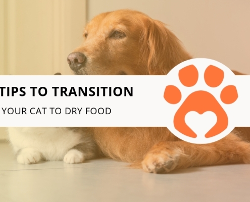 10 Tips to Transition Your Cat to Dry Food