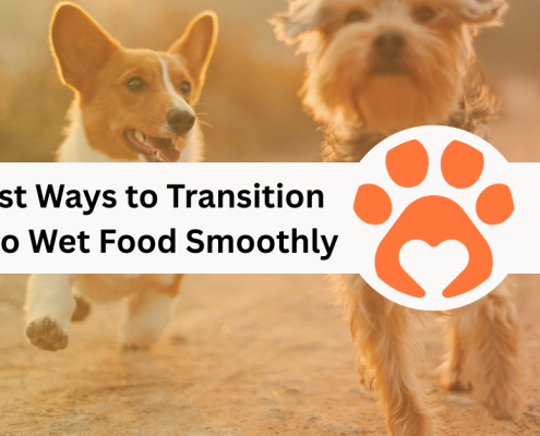 12 Best Ways to Transition Dogs to Wet Food Smoothly