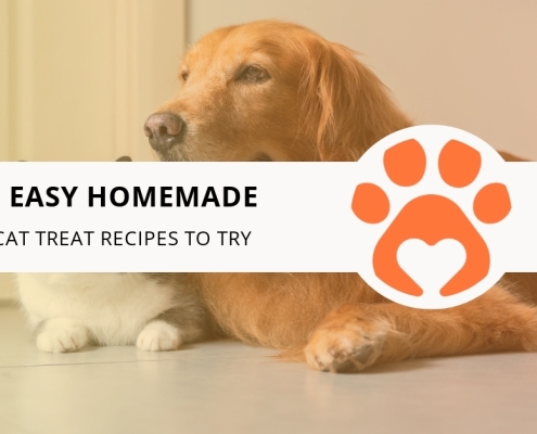 8 Easy Homemade Cat Treat Recipes to Try