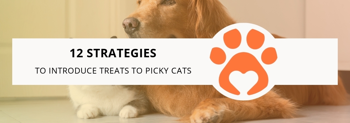 12 Strategies to Introduce Treats to Picky Cats