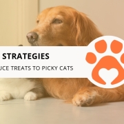 12 Strategies to Introduce Treats to Picky Cats