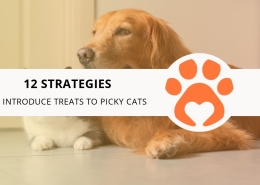 12 Strategies to Introduce Treats to Picky Cats