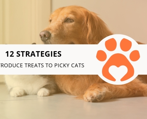 12 Strategies to Introduce Treats to Picky Cats