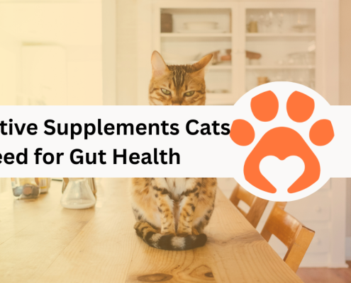 8 Digestive Supplements Cats Need for Gut Health