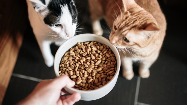 Add Warm Water to Dry Food