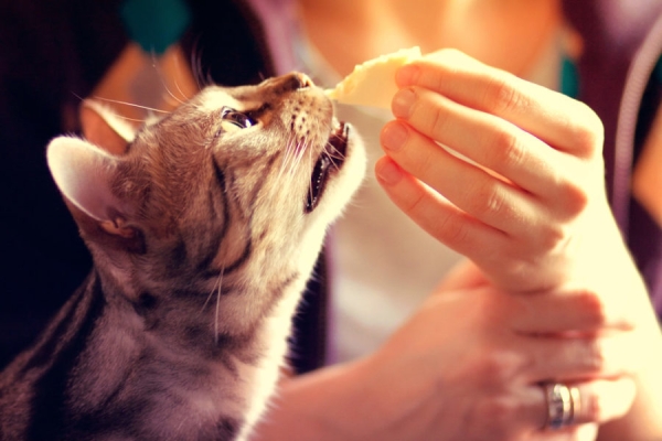 Chewy Tuna Cat Treats