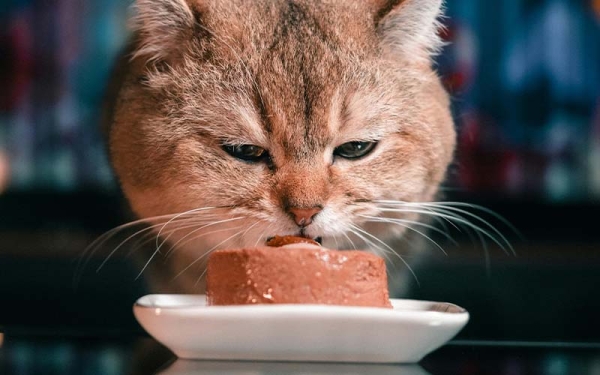 Choose a High-Quality Dry Food