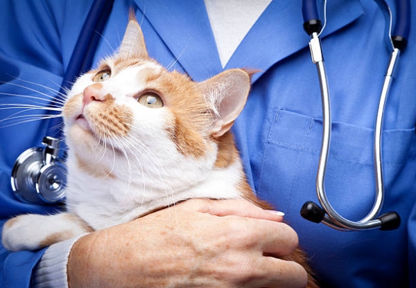 Consult Your Veterinarian if Needed