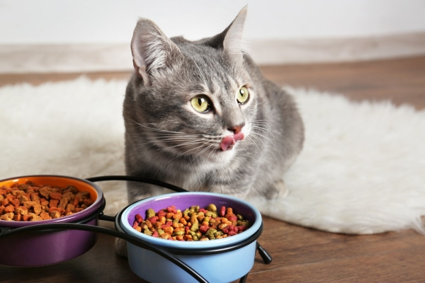 Gradually Mix Dry Food with Wet Food