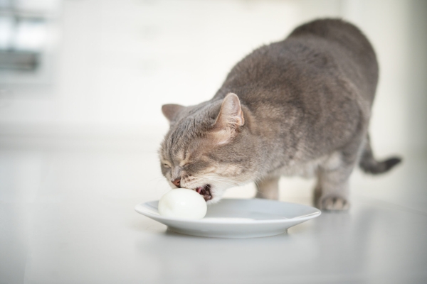 Monitor Your Cat’s Digestion