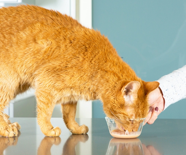 Rotate Treats Frequently