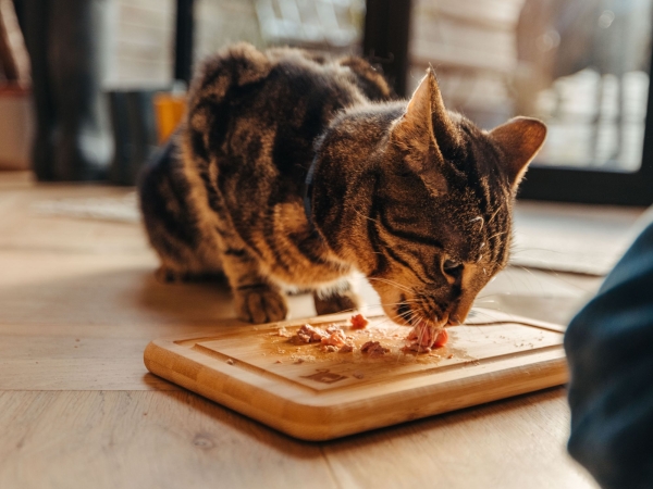 Sardine and Oat Crunchies