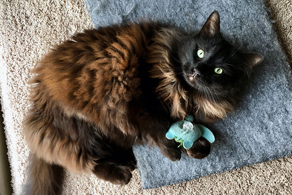 Smear Treat Paste on Toys or Paws