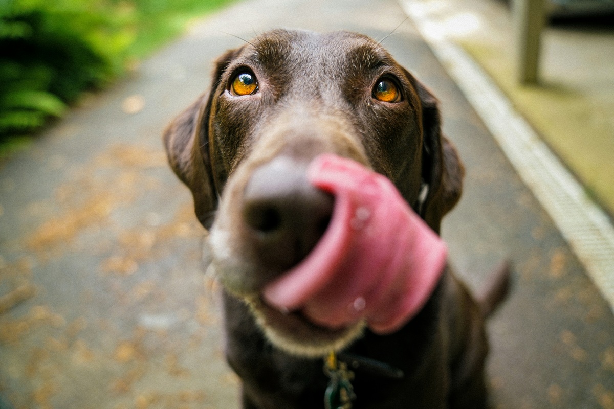 Transition Dog dry food to Wet Food Smoothly