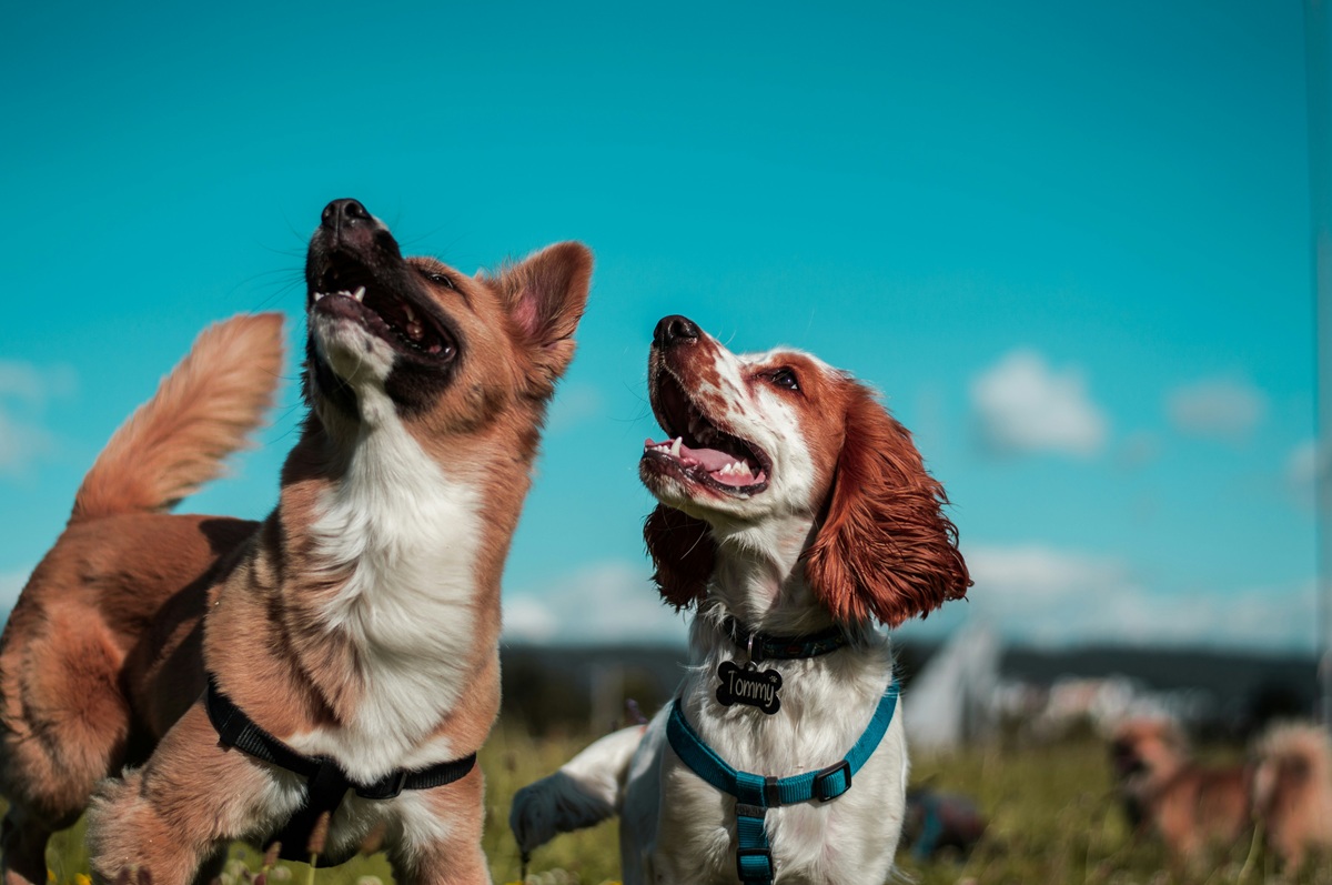 Transitioniong dry Dog food to Wet Food gradually