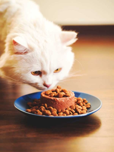 Use Food Puzzles or Interactive Feeders