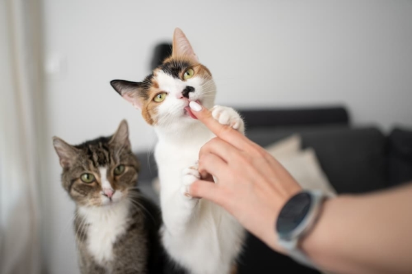 Warm Up the Treats