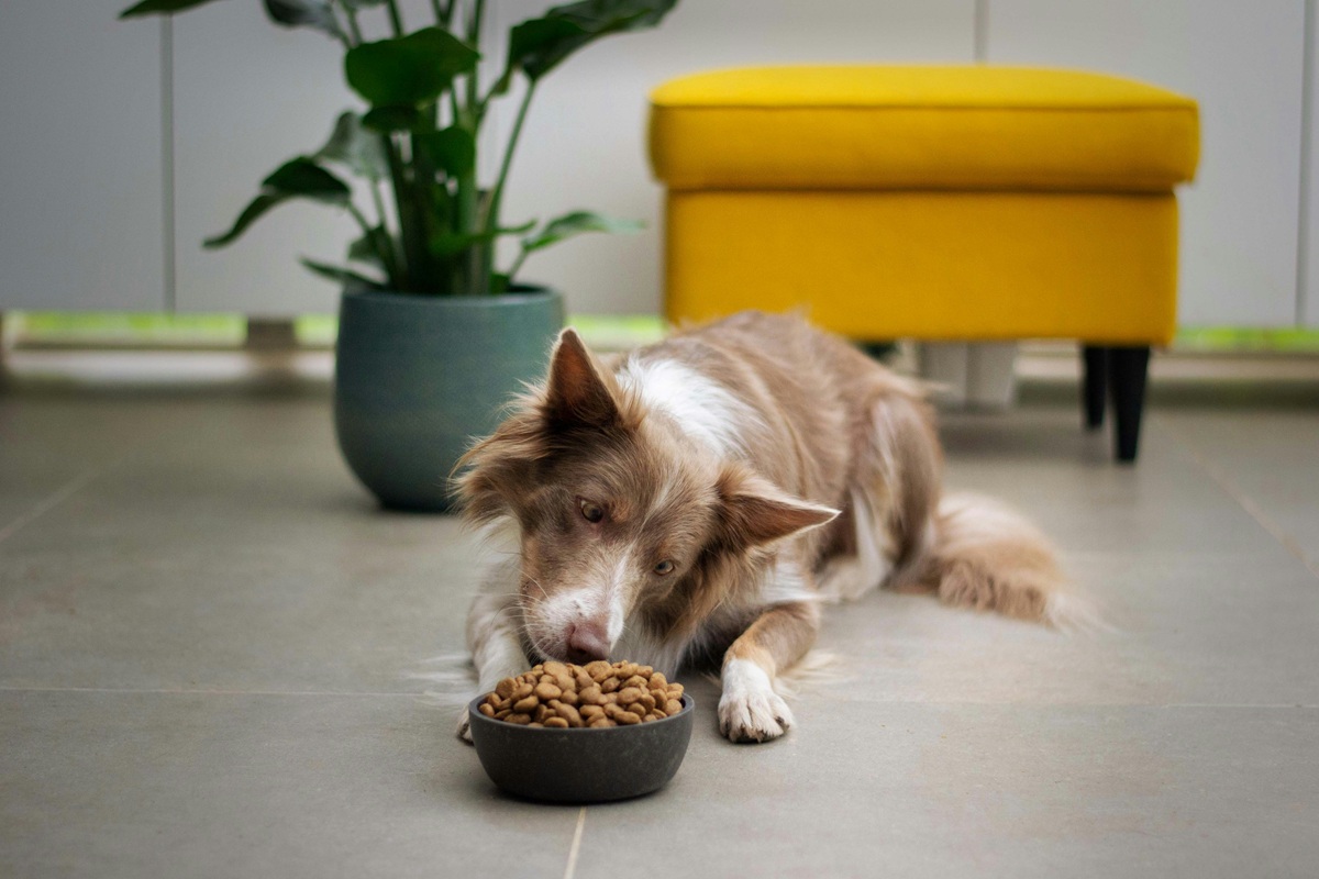 how to Transition Dogs to Wet Food Smoothly