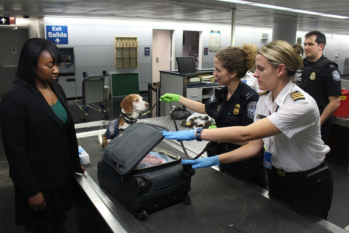 10 Best Pet Air Travel Tips