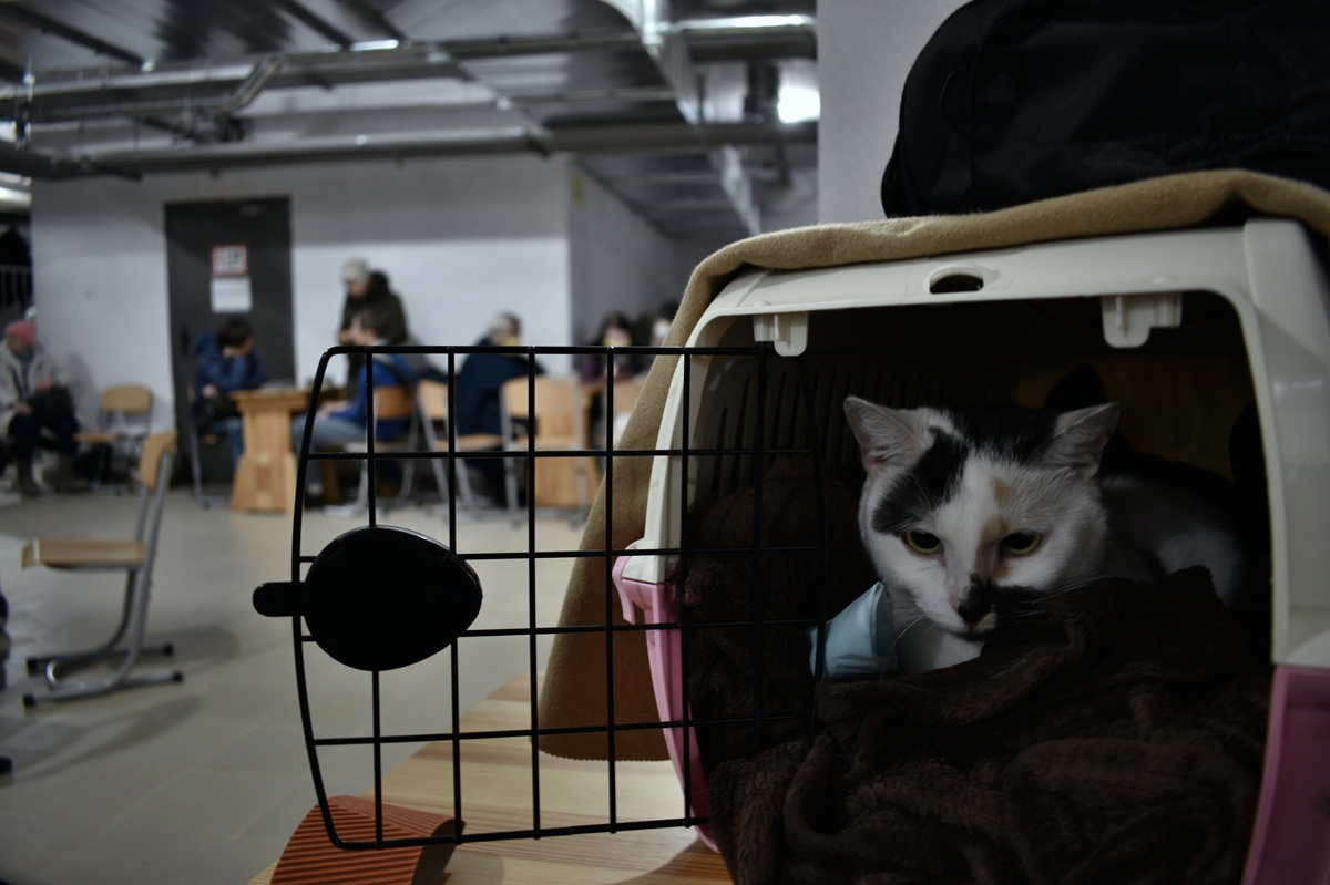 10 essential Pet Air Travel Tips