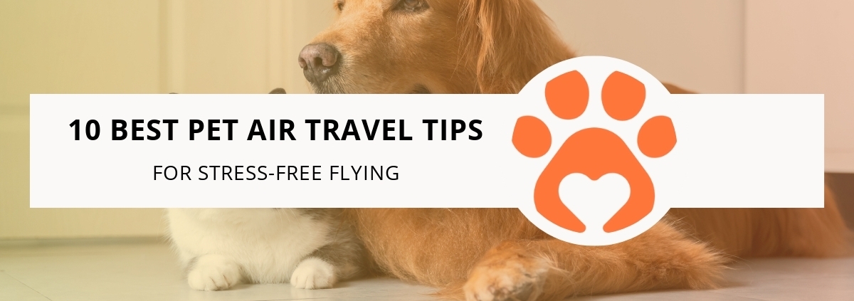 10 Best Pet Air Travel Tips for Stress-Free Flying