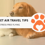 10 Best Pet Air Travel Tips for Stress-Free Flying