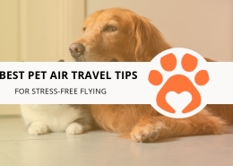 10 Best Pet Air Travel Tips for Stress-Free Flying