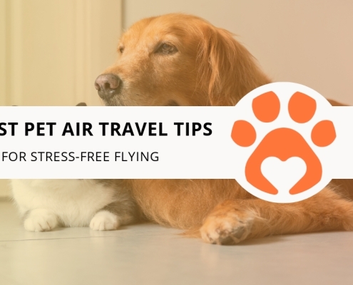 10 Best Pet Air Travel Tips for Stress-Free Flying