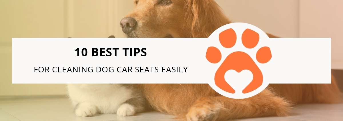 10 Best Tips for Cleaning Dog Car Seats Easily