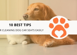 10 Best Tips for Cleaning Dog Car Seats Easily
