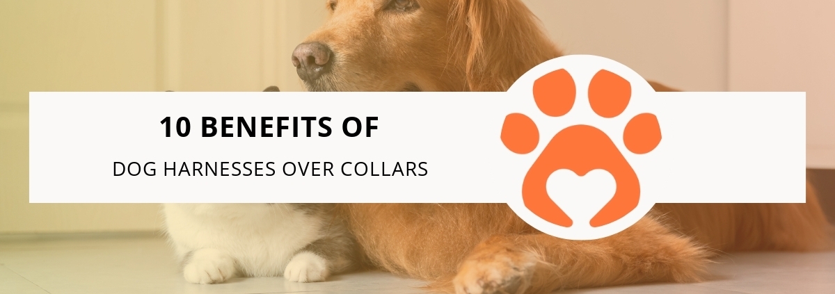 10 Benefits of Dog Harnesses Over Collars