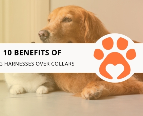 10 Benefits of Dog Harnesses Over Collars