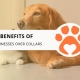 10 Benefits of Dog Harnesses Over Collars