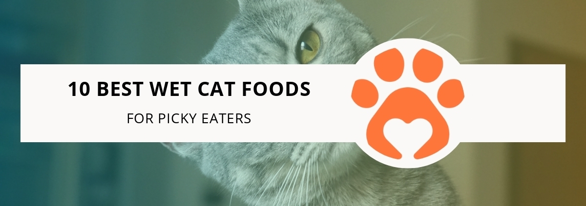 10 Best Wet Cat Foods for Picky Eaters