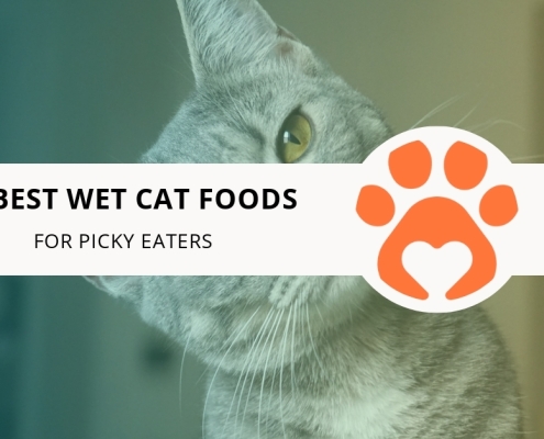 10 Best Wet Cat Foods for Picky Eaters