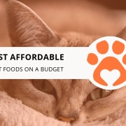 10 Best Affordable Wet Cat Foods on a Budget
