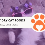 10 Best Dry Cat Foods for All Life Stages