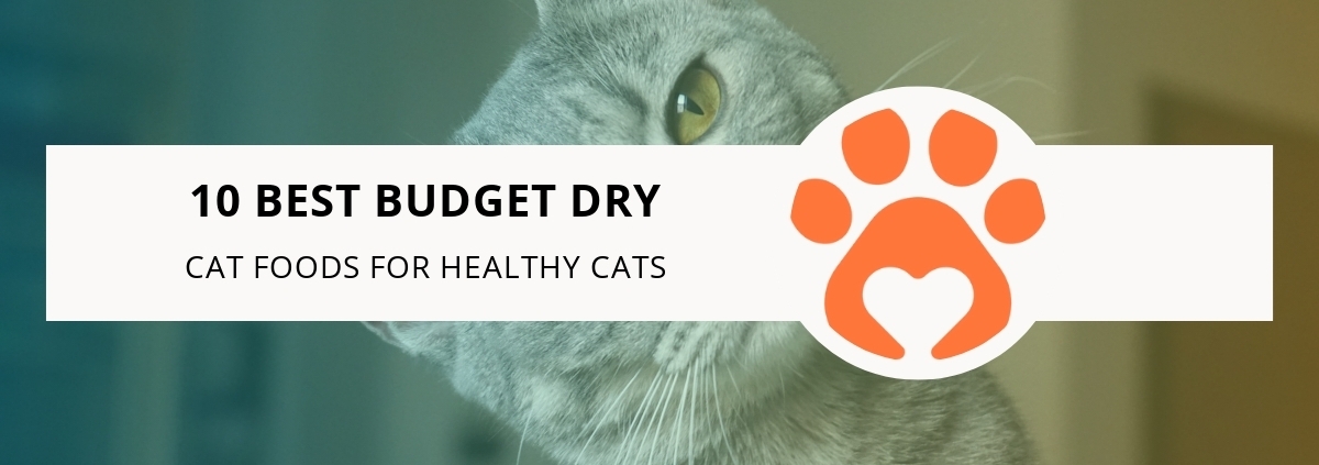 10 Best Budget Dry Cat Foods for Healthy Cats