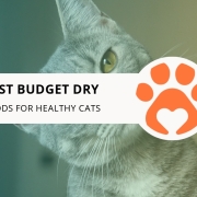 10 Best Budget Dry Cat Foods for Healthy Cats