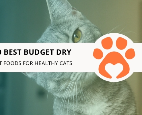 10 Best Budget Dry Cat Foods for Healthy Cats