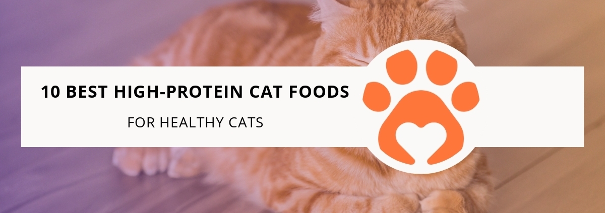 10 Best High-Protein Cat Foods for Healthy Cats