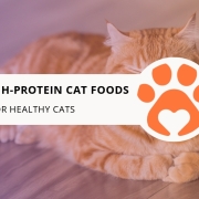 10 Best High-Protein Cat Foods for Healthy Cats