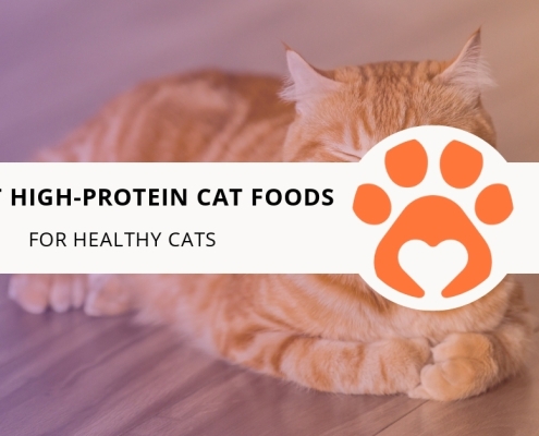 10 Best High-Protein Cat Foods for Healthy Cats
