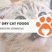 10 Best Dry Cat Foods for Sensitive Stomachs