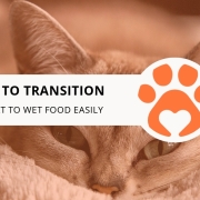 8 Tips to Transition Your Cat to Wet Food Easily