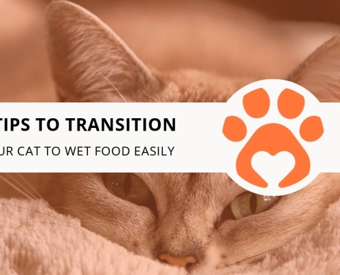 8 Tips to Transition Your Cat to Wet Food Easily