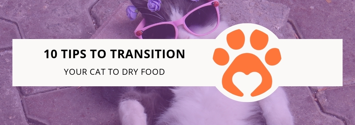 10 Tips to Transition Your Cat to Dry Food
