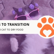 10 Tips to Transition Your Cat to Dry Food